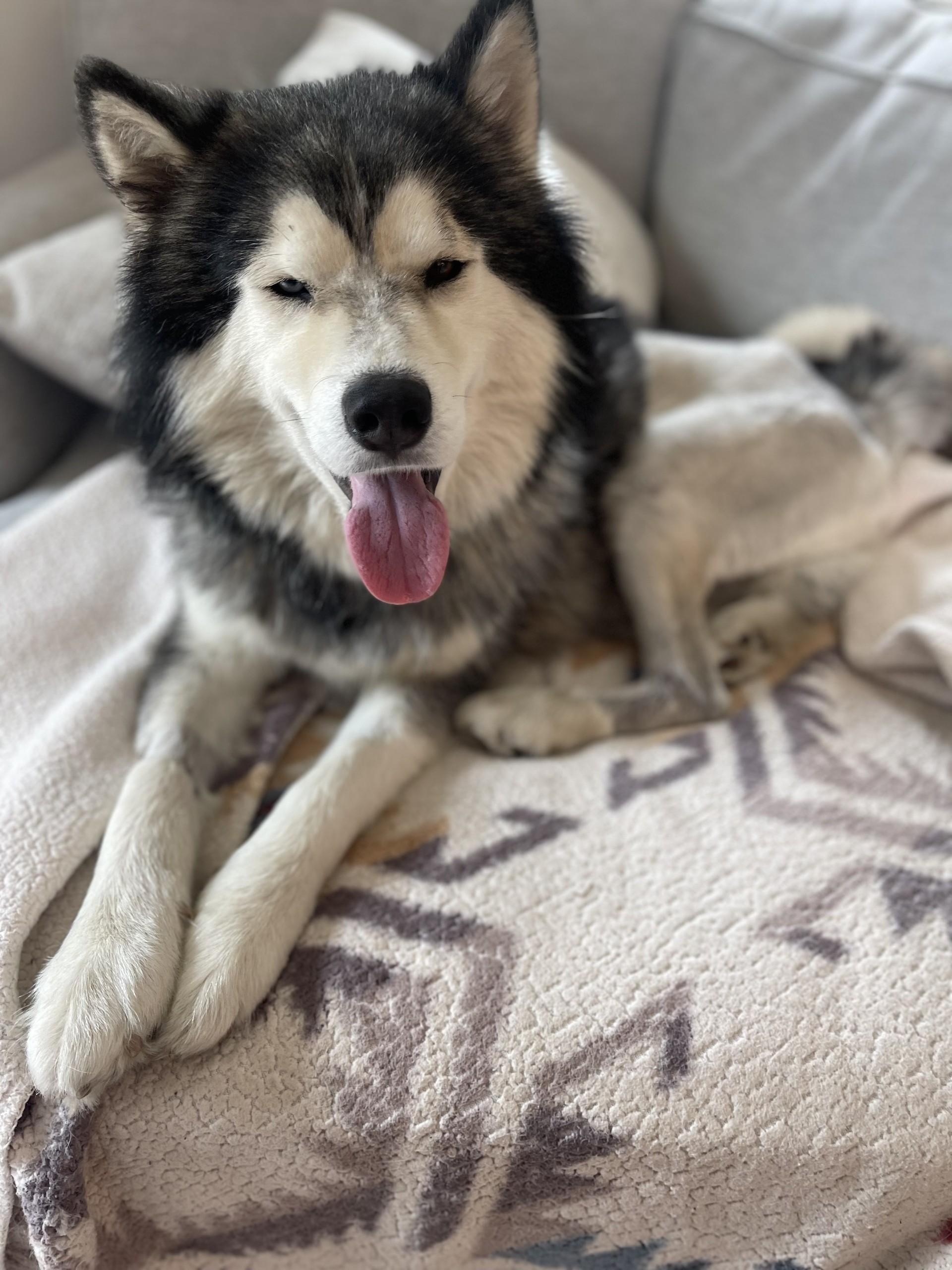 Meet Cosmo – The thumbnail 5