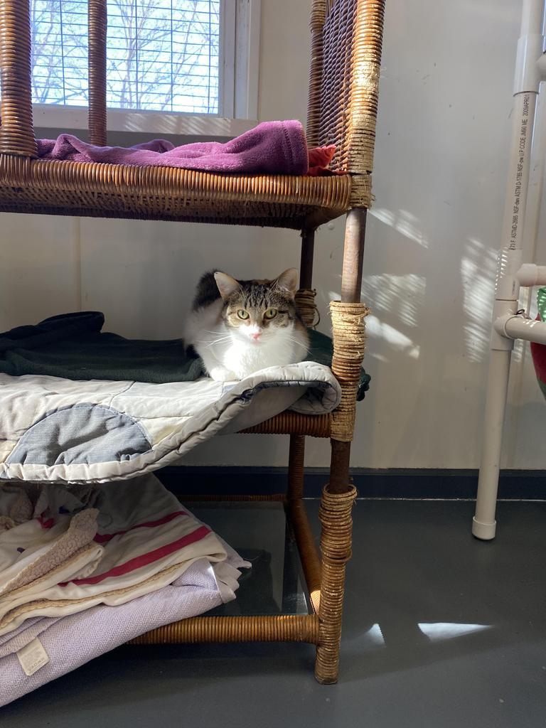 Suzy Spot, Adoptable, Senior Female Domestic Short Hair.