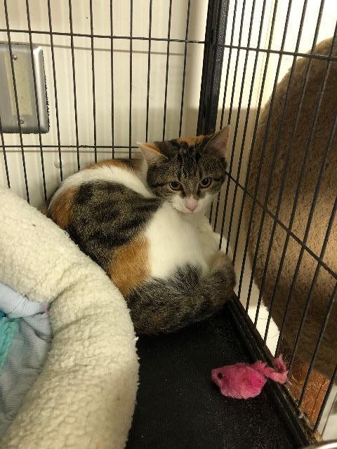 Enlarge Suzy Spot, a Adoptable mixed breed in Bourbonnais, IL image 2/2