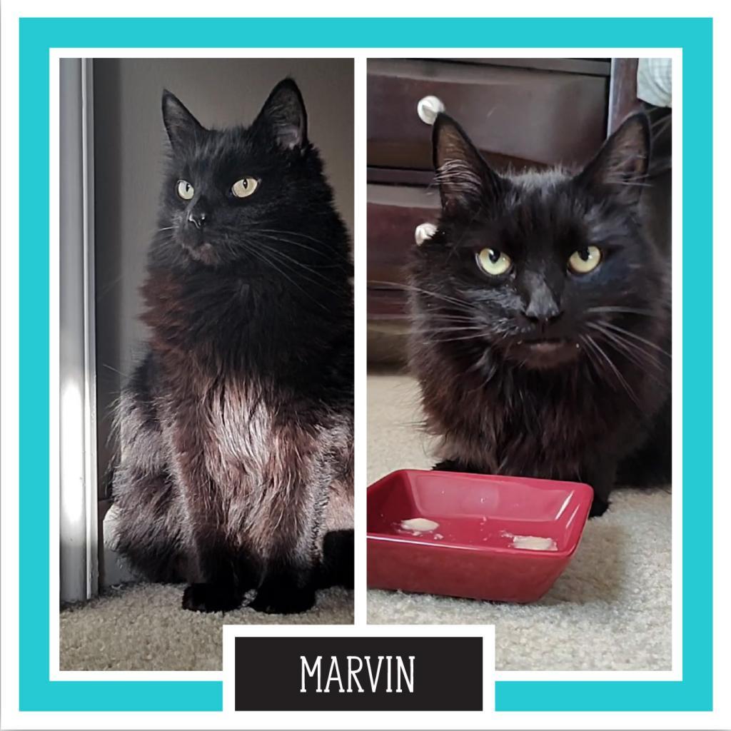 Enlarge Marvin, a Adoptable Domestic Long Hair in Downers Grove, IL image 1/4