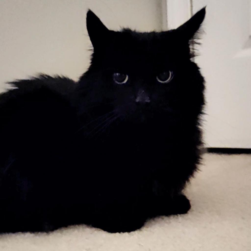 Enlarge Marvin, a Adoptable Domestic Long Hair in Downers Grove, IL image 2/4