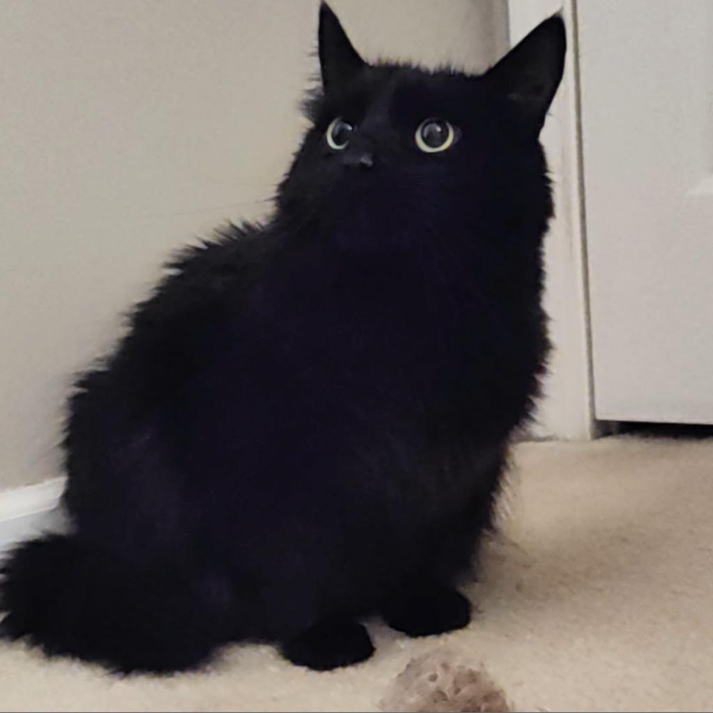 Enlarge Marvin, a Adoptable Domestic Long Hair in Downers Grove, IL image 3/4