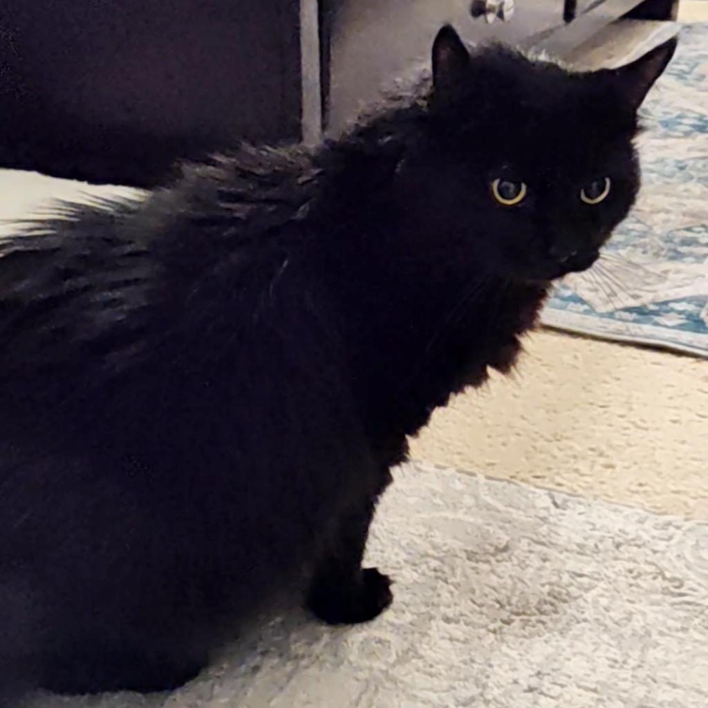 Enlarge Marvin, a Adoptable Domestic Long Hair in Downers Grove, IL image 4/4