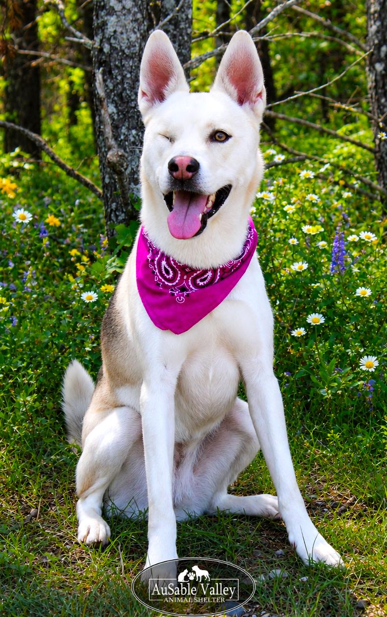 Wink, an adopted Siberian Husky in Grayling, MI image 2/6