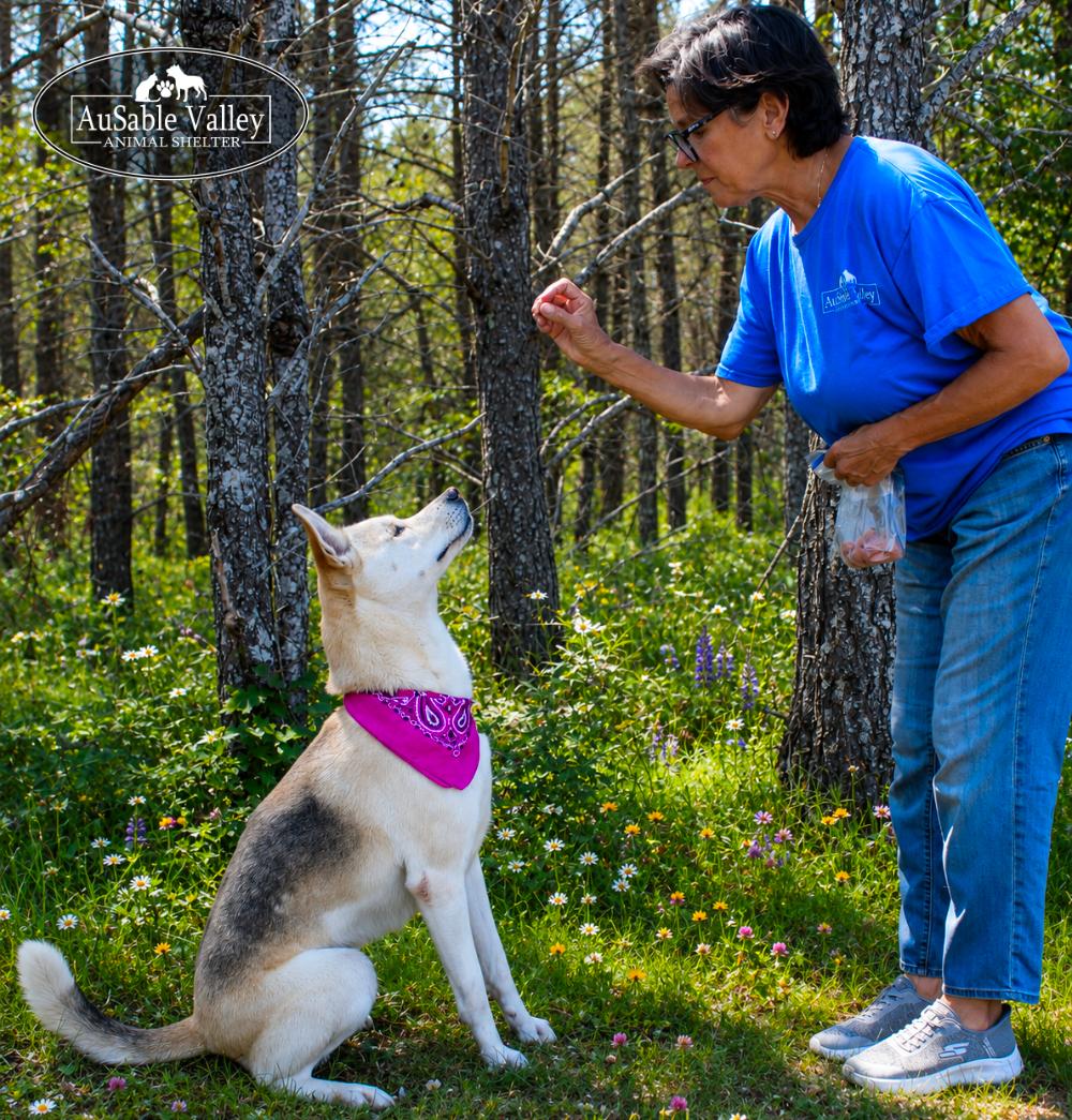 Wink, an adopted Siberian Husky in Grayling, MI image 5/6