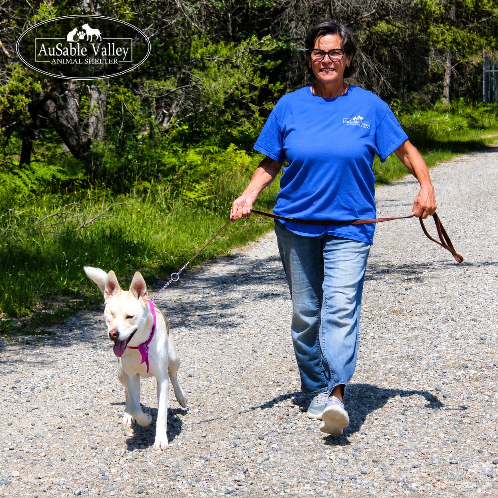 Wink, an adopted Siberian Husky in Grayling, MI image 4/6