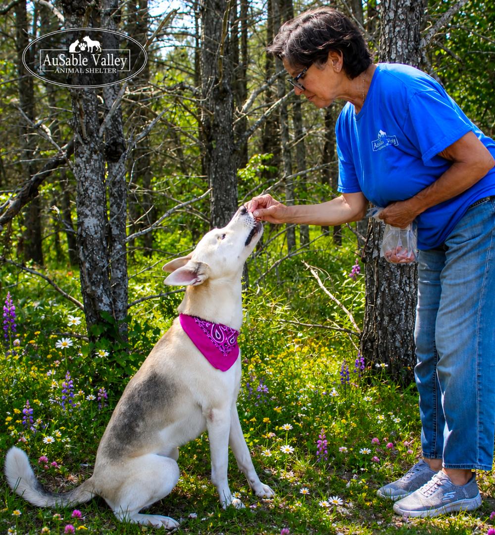 Wink, an adopted Siberian Husky in Grayling, MI image 6/6