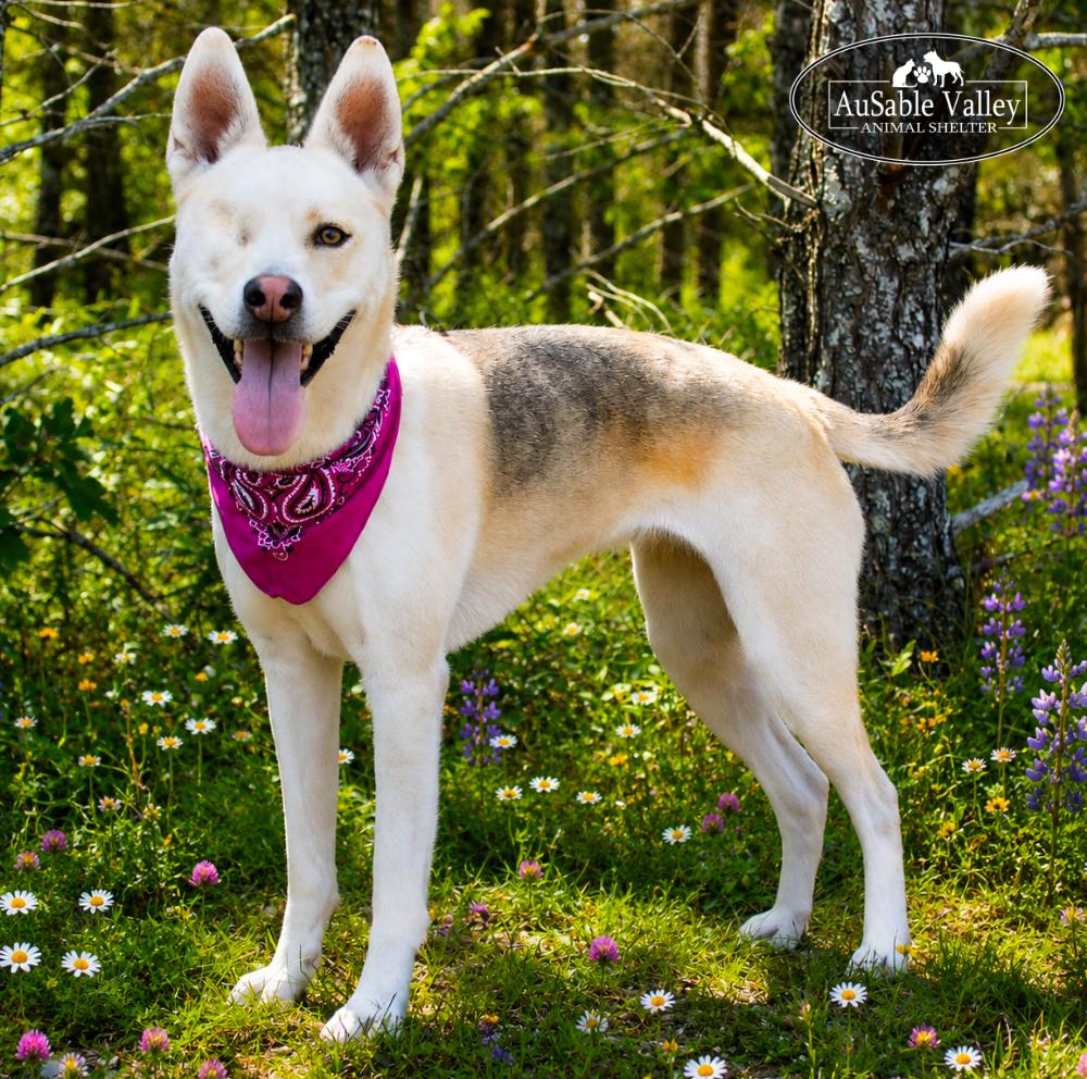 Wink, adopted, Adult Female Siberian Husky.