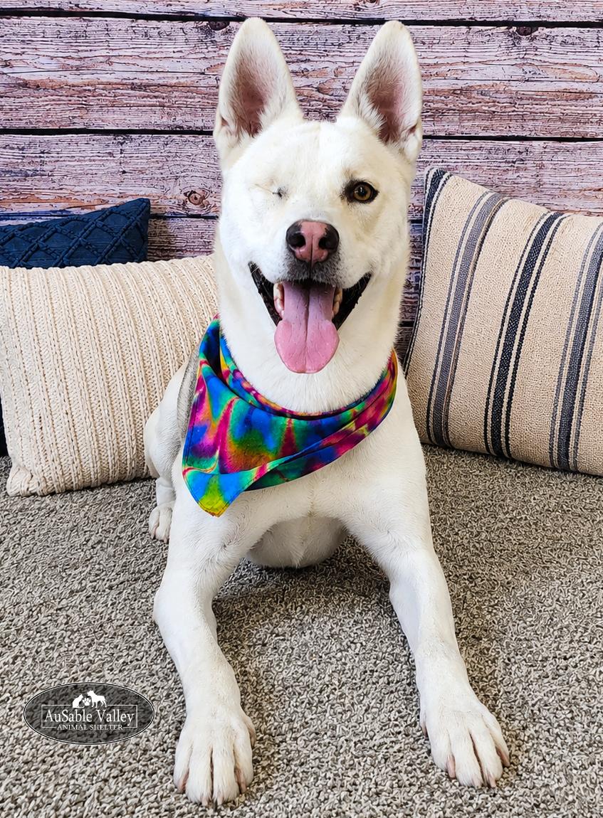 Wink, an adopted Siberian Husky in Grayling, MI image 3/6