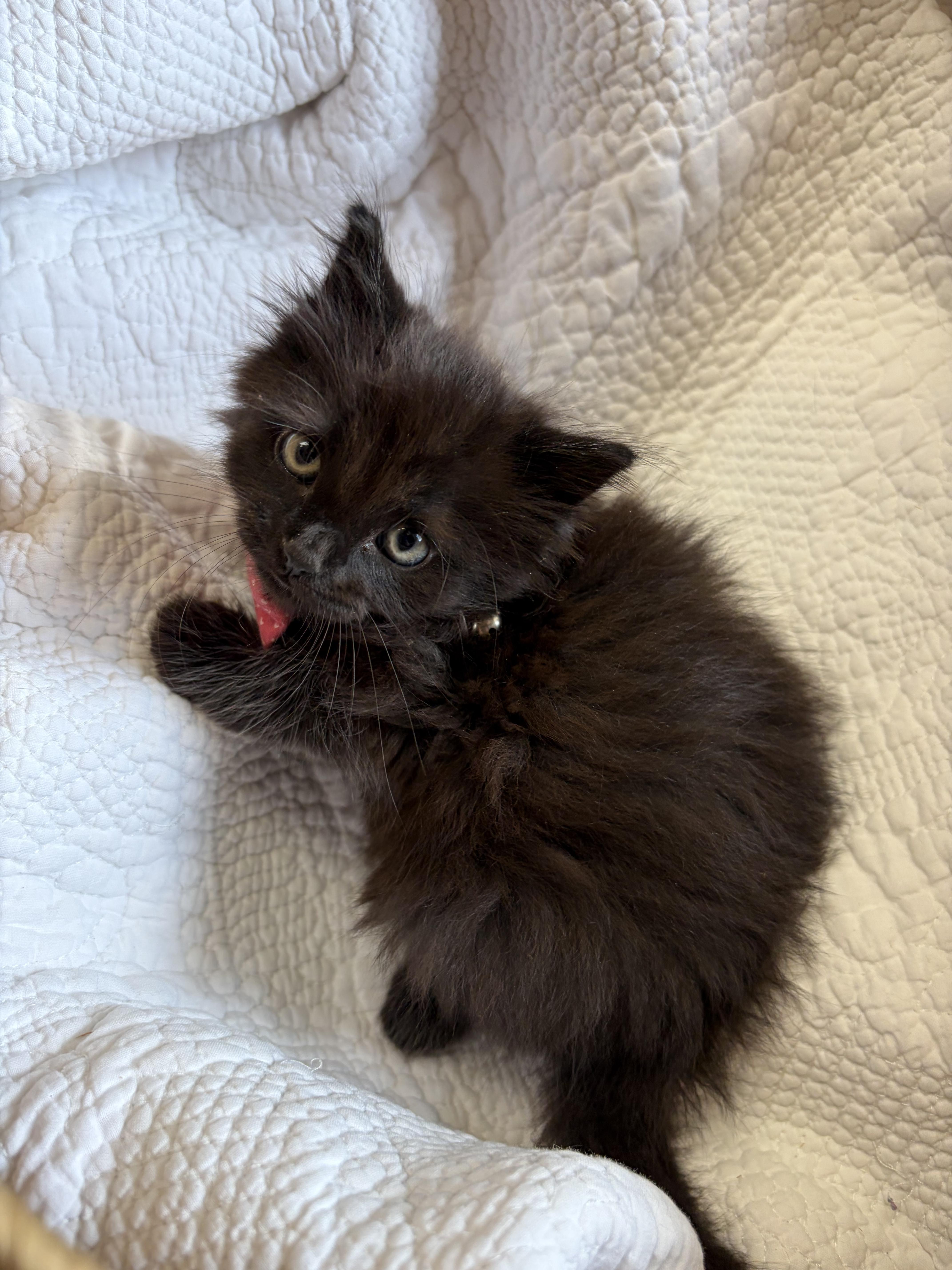 Raisin, an adopted Domestic Medium Hair in Greensboro, NC image 5/6