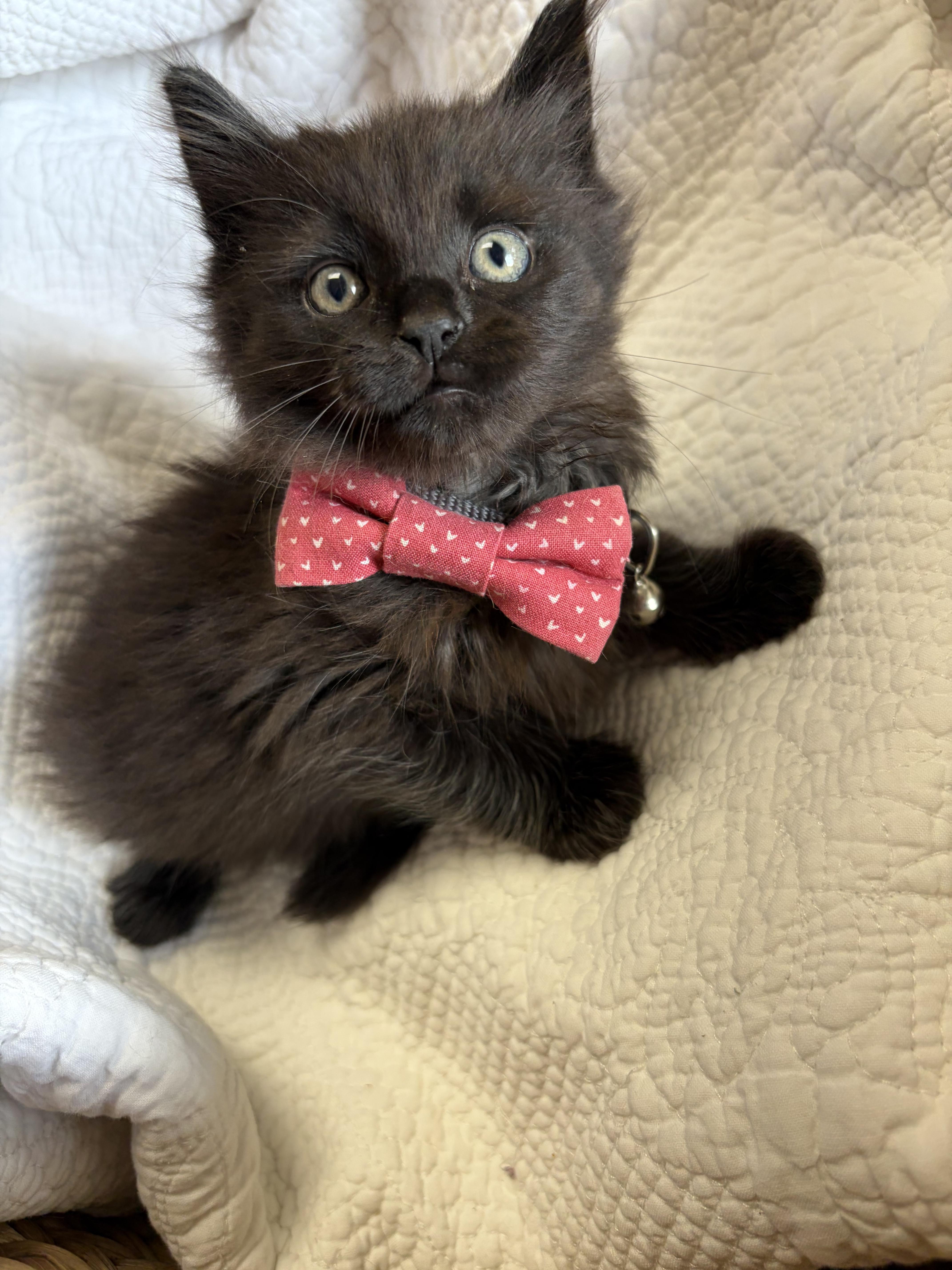 Raisin, an adopted Domestic Medium Hair in Greensboro, NC image 2/6