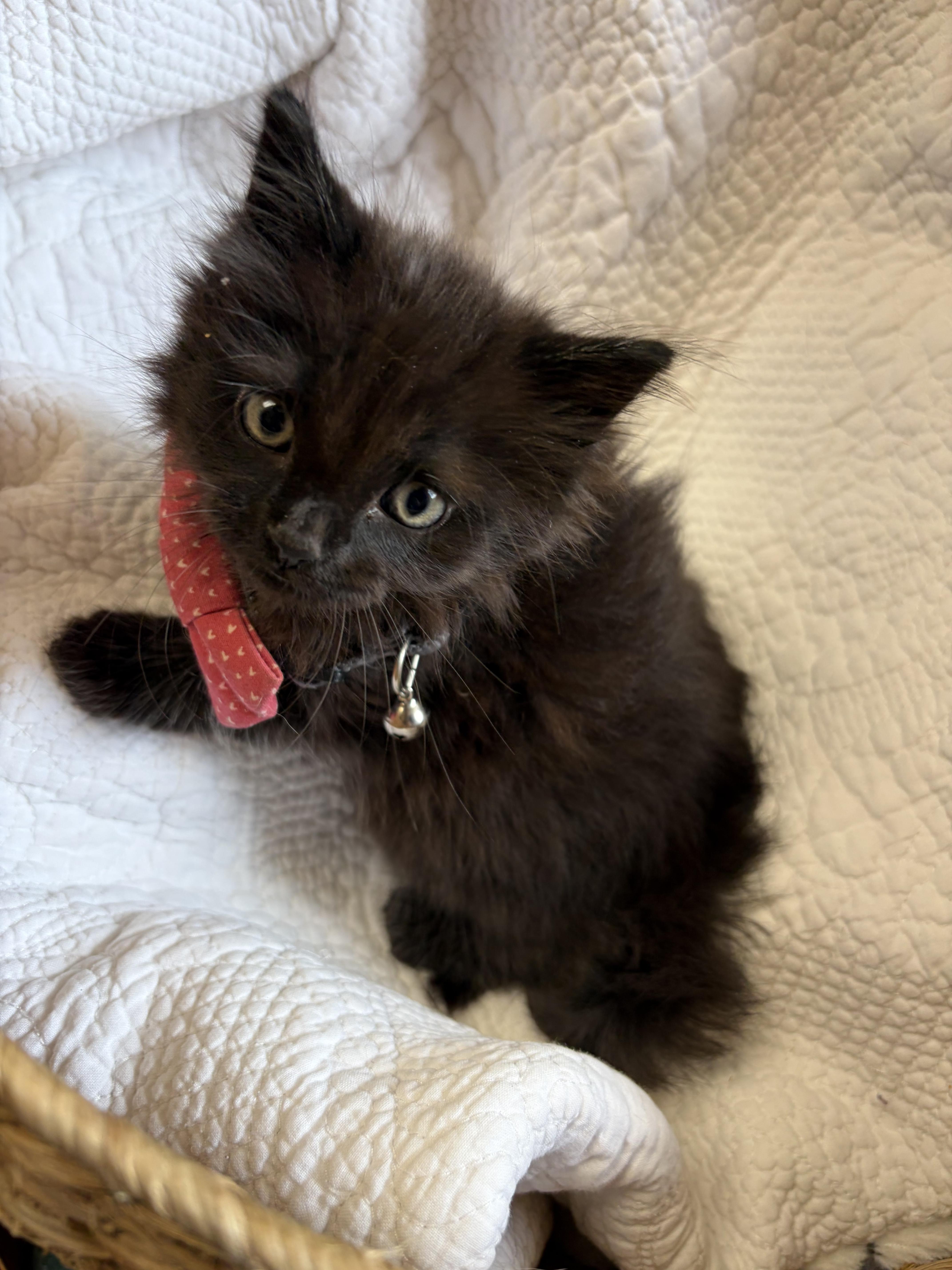 Raisin, an adopted Domestic Medium Hair in Greensboro, NC image 4/6
