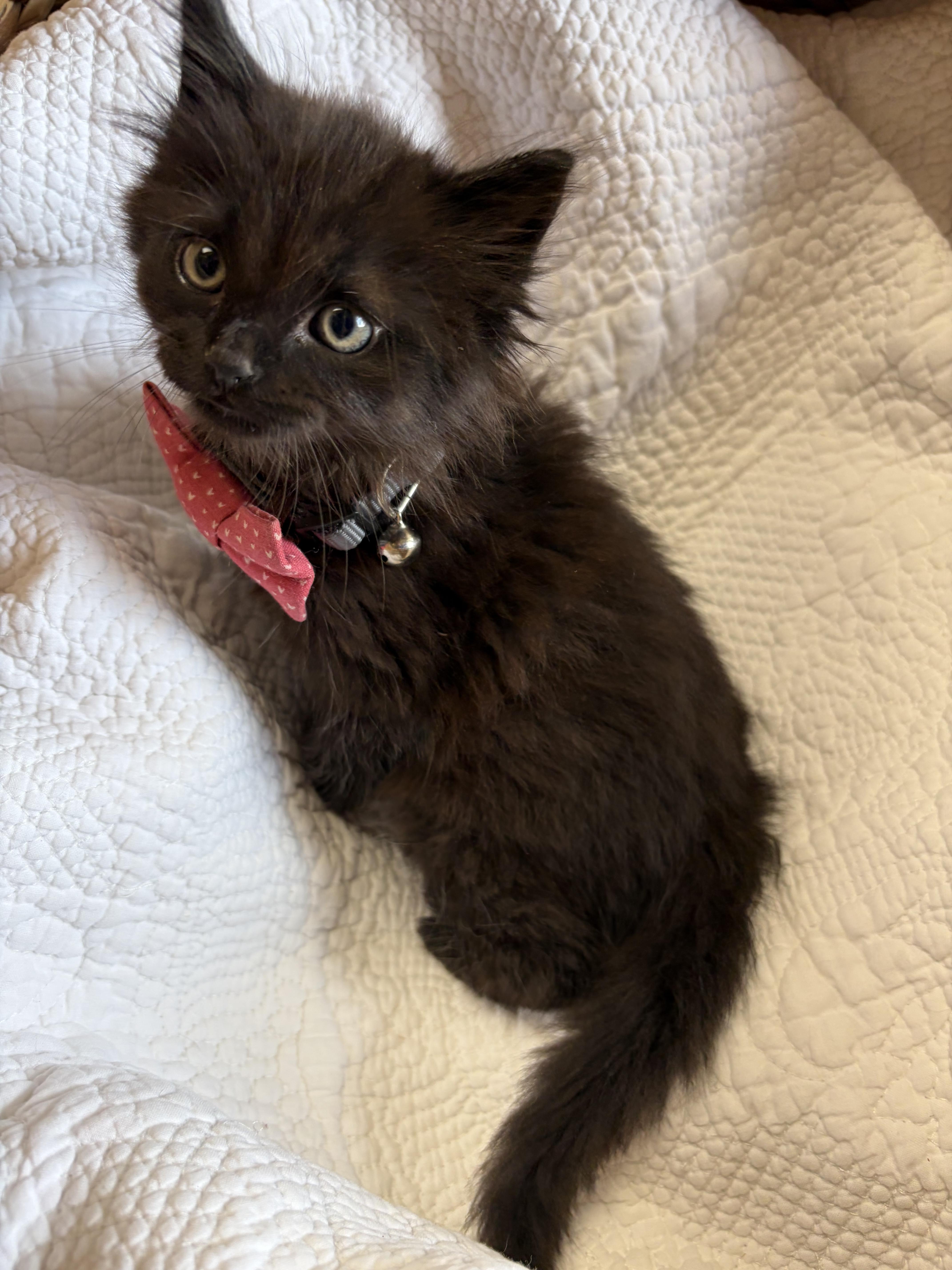 Raisin, an adopted Domestic Medium Hair in Greensboro, NC image 6/6