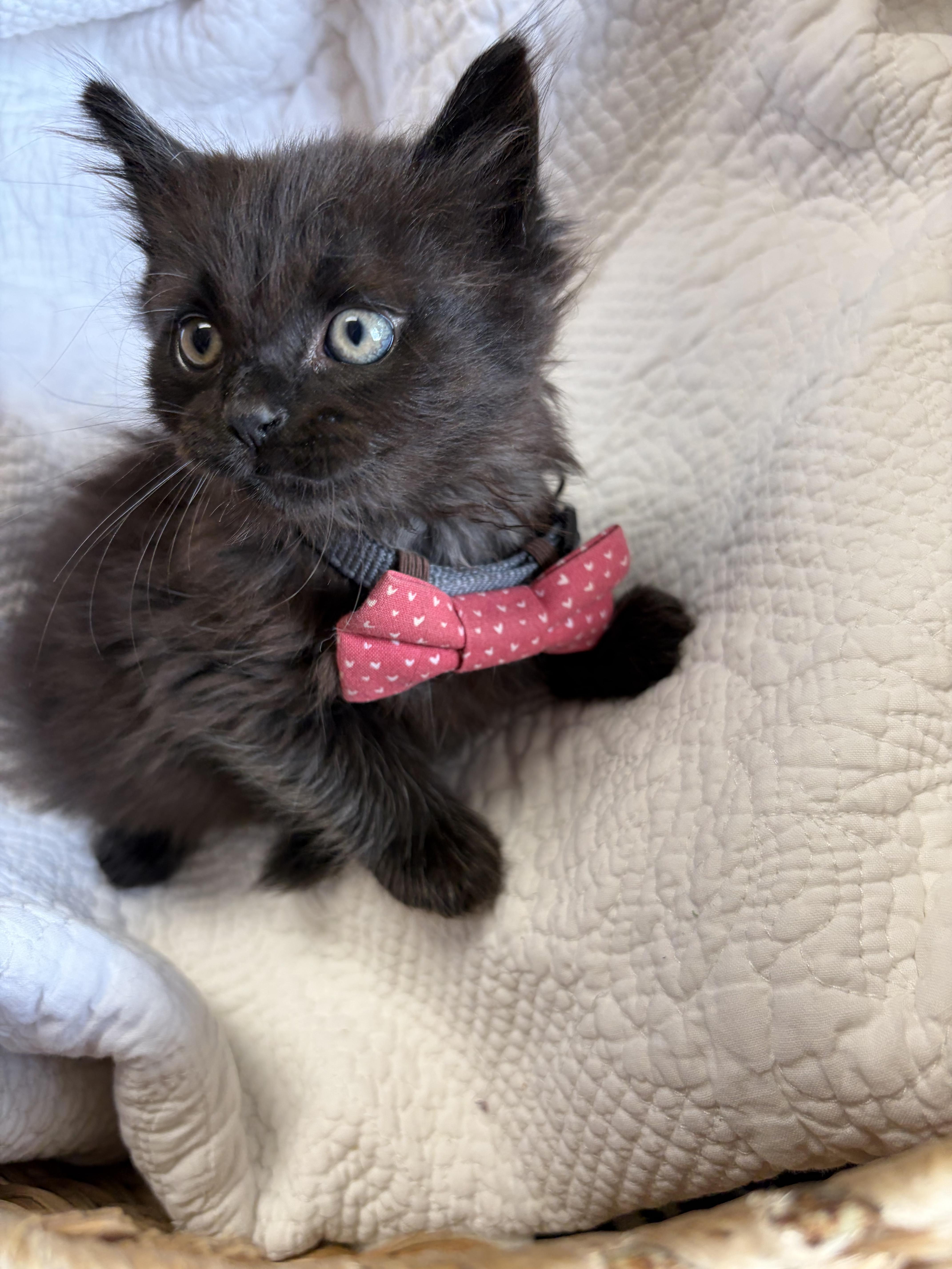Raisin, an adopted Domestic Medium Hair in Greensboro, NC image 3/6
