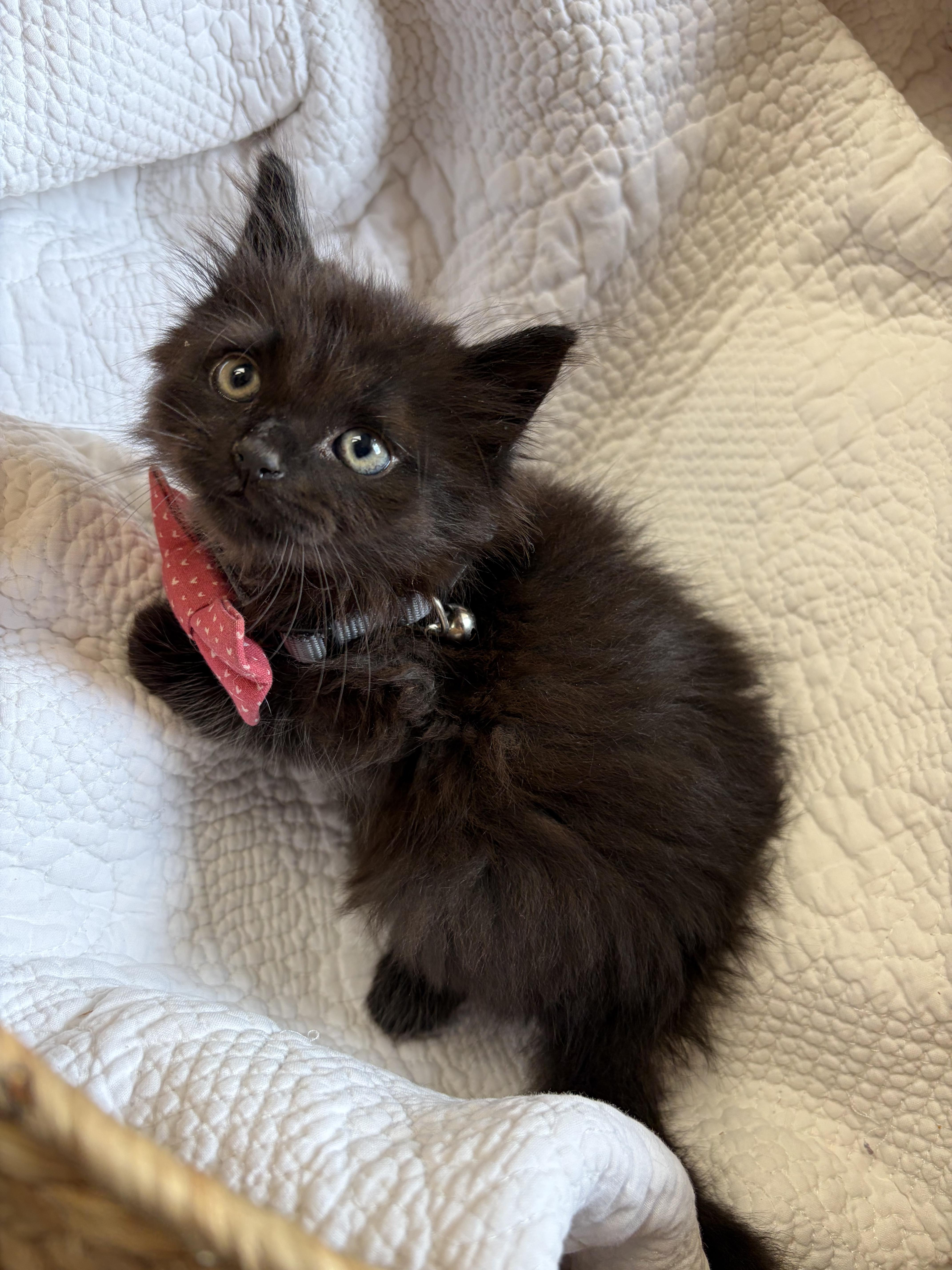 Raisin, adopted, Kitten Male Domestic Medium Hair.