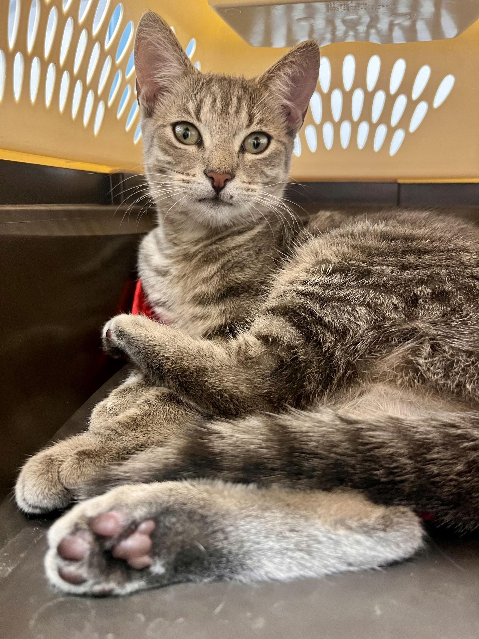 Marilyn Monroe, a Adoptable Domestic Short Hair in Saint Augustine, FL image 2/3