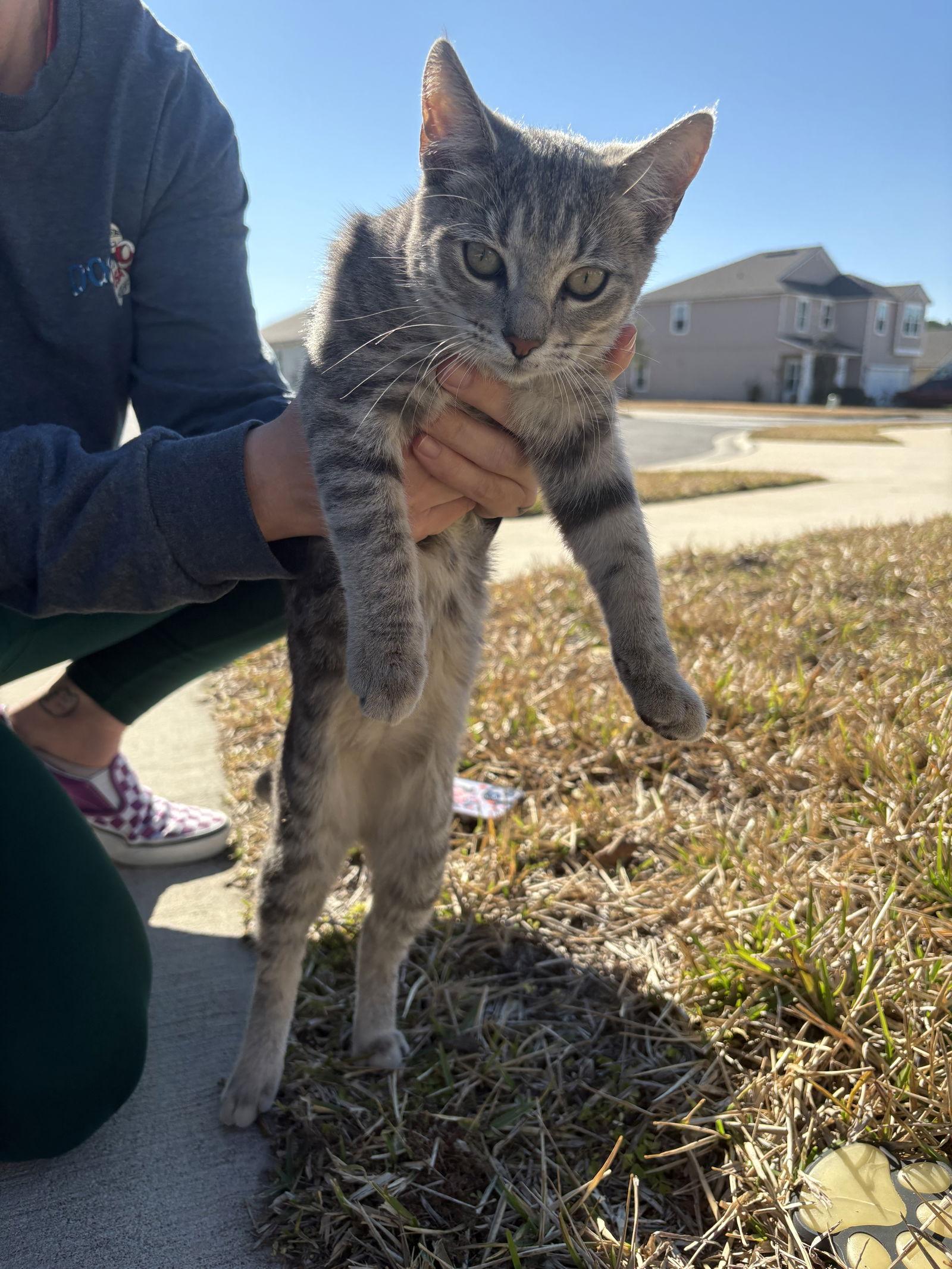 Marilyn Monroe, a Adoptable Domestic Short Hair in Saint Augustine, FL image 3/3