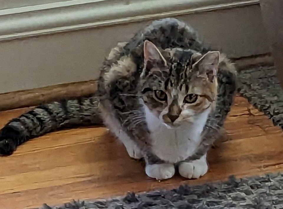 Marcy, a Adoptable Tabby in Philadelphia, PA image 1/5