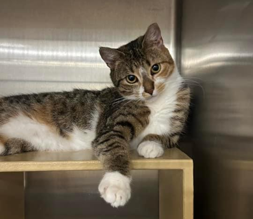 Marcy, a Adoptable Tabby in Philadelphia, PA image 2/5