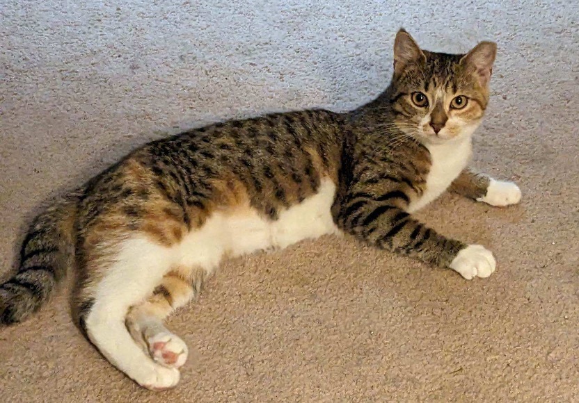 Marcy, a Adoptable Tabby in Philadelphia, PA image 3/5