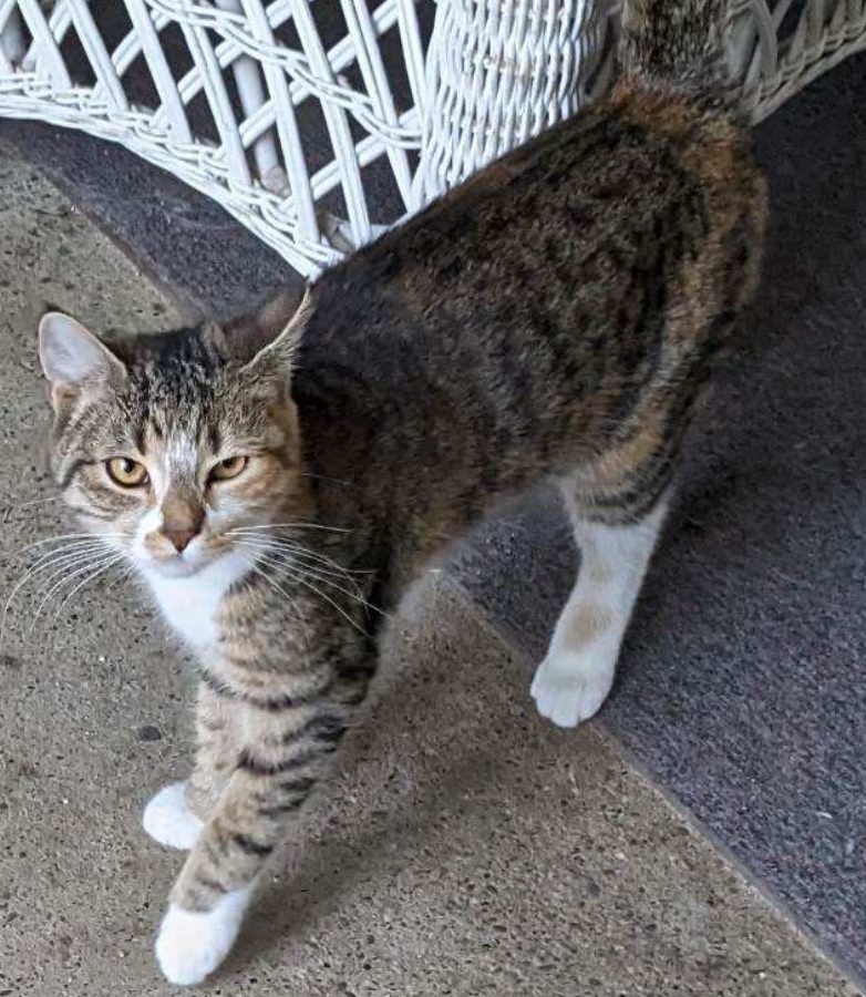 Marcy, a Adoptable Tabby in Philadelphia, PA image 4/5