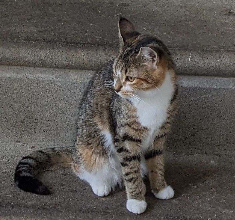 Marcy, a Adoptable Tabby in Philadelphia, PA image 5/5