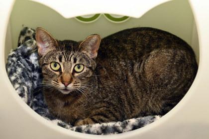 Enlarge Kaci, a Adoptable mixed breed in Baton Rouge, LA image 1/2