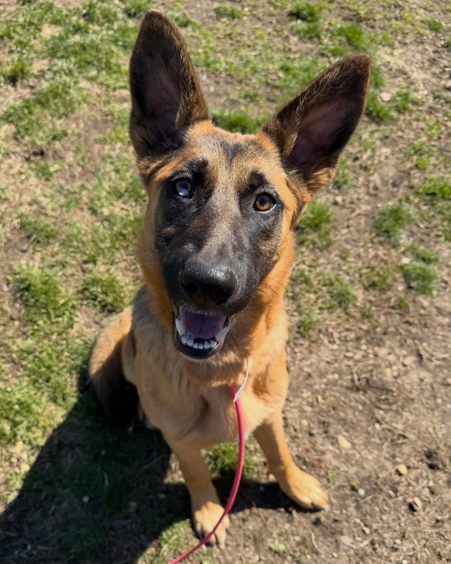 Enlarge Zoey Tag #382, a ADOPTABLE mixed breed in Central Islip, NY image 1/1