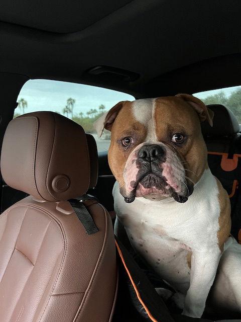 Rocko, Adoptable, Adult Male American Bulldog.
