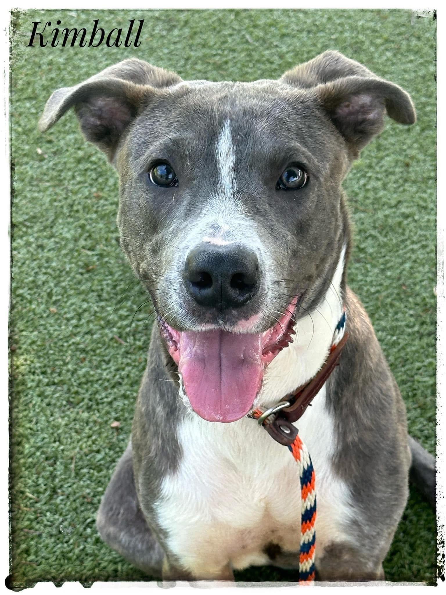 Kimball, an adoptable Mixed Breed in Flint, MI, 48504 | Photo Image 1
