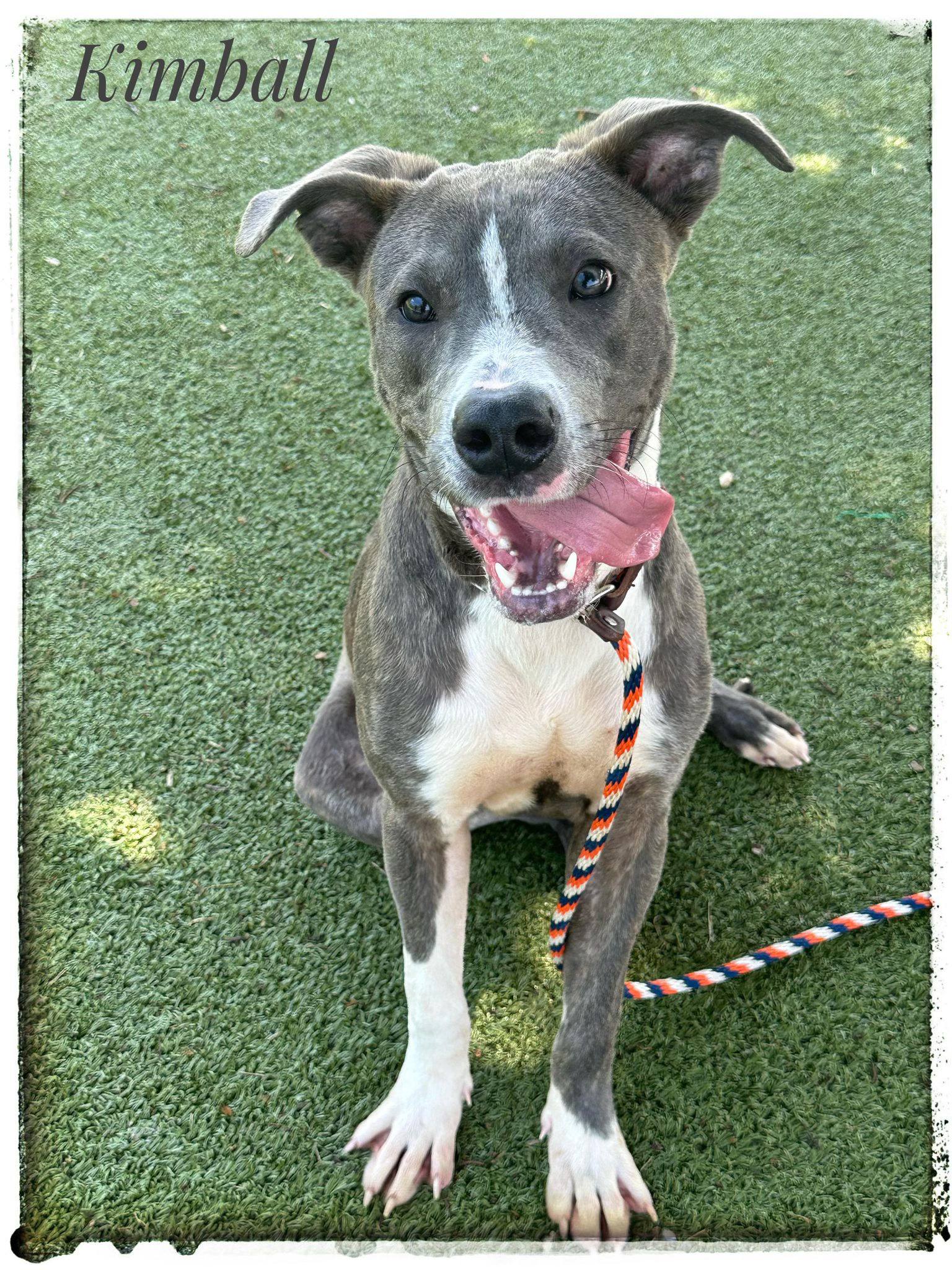 Kimball, an adoptable Mixed Breed in Flint, MI, 48504 | Photo Image 2