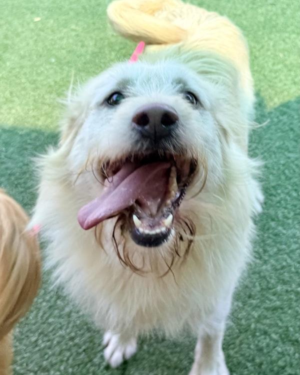 Winston, Adoptable, Adult Male Labrador Retriever.