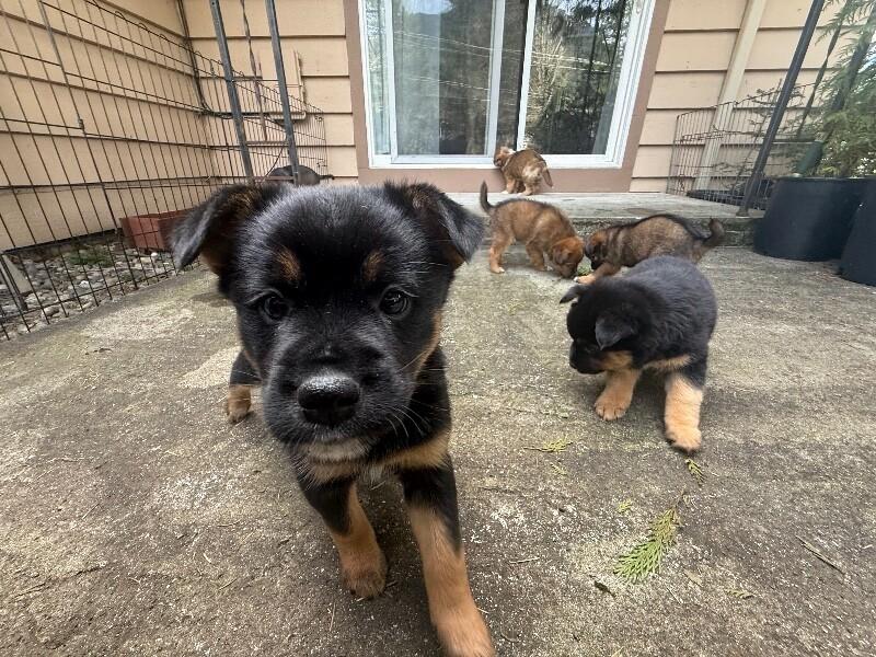 Enlarge Diamond, a Adoptable mixed breed in renton, WA image 1/6