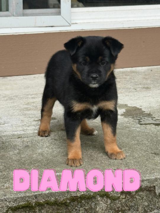 Enlarge Diamond, a Adoptable mixed breed in renton, WA image 2/6