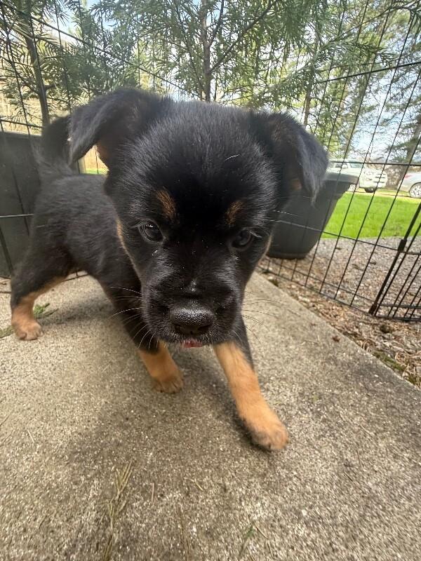 Enlarge Diamond, a Adoptable mixed breed in renton, WA image 3/6