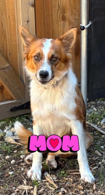 Enlarge Diamond, a Adoptable mixed breed in renton, WA image 4/6