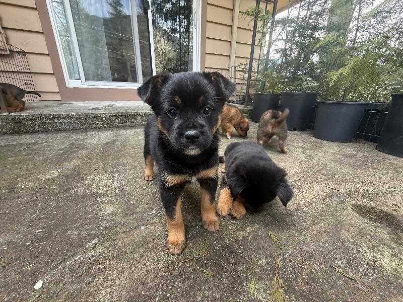 Enlarge Diamond, a Adoptable mixed breed in renton, WA image 5/6