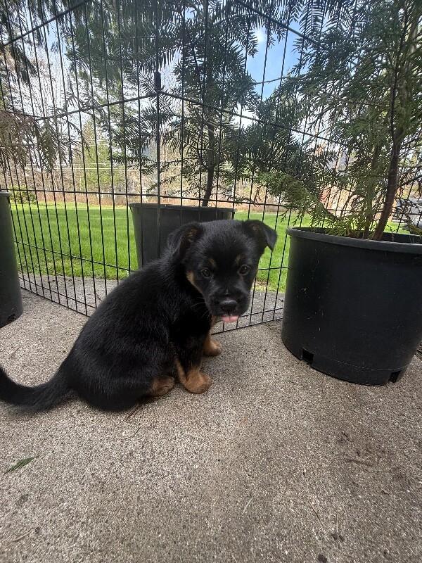 Enlarge Diamond, a Adoptable mixed breed in renton, WA image 6/6