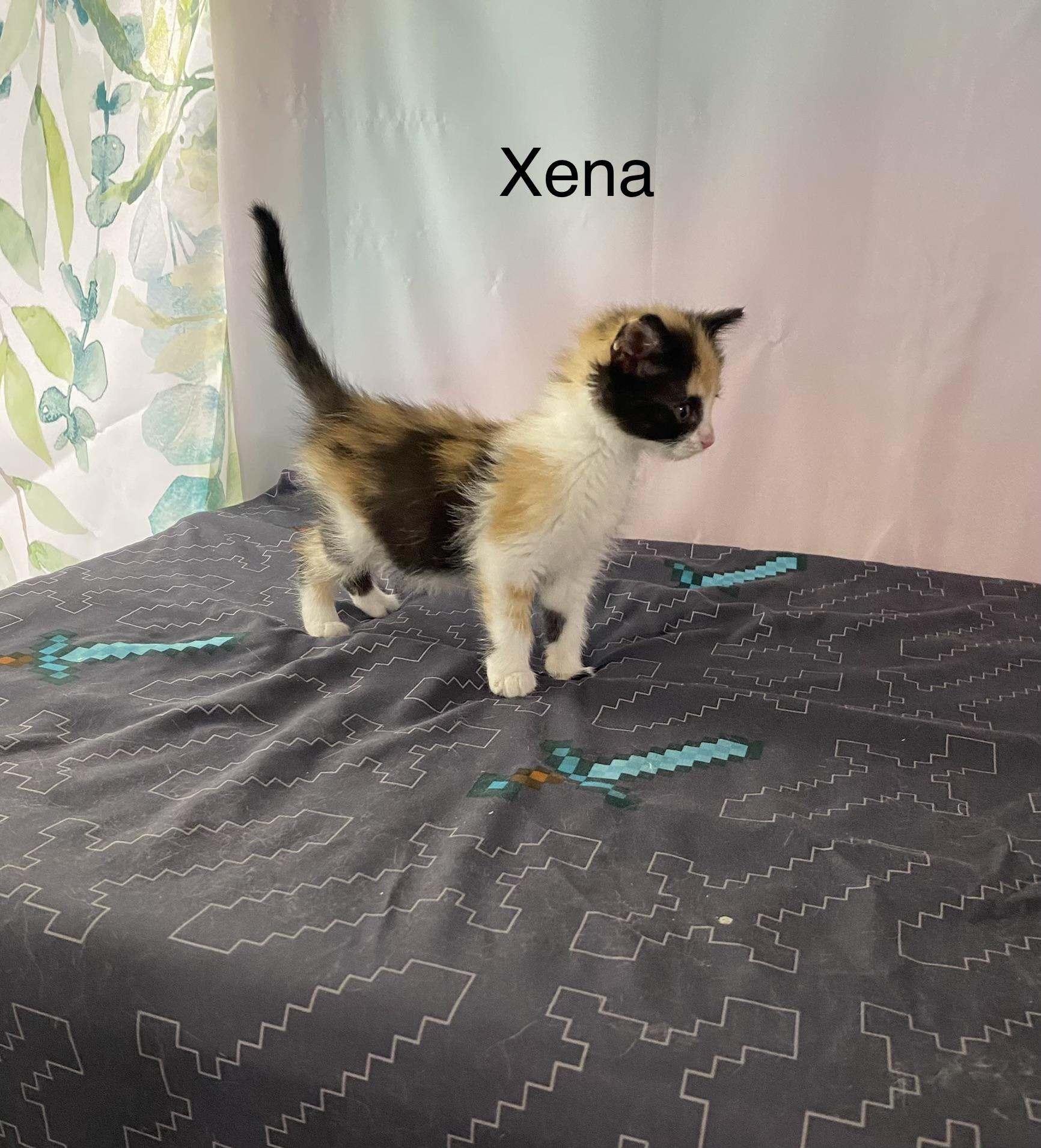 Xena, an adopted Calico in Macomb, MI image 2/2