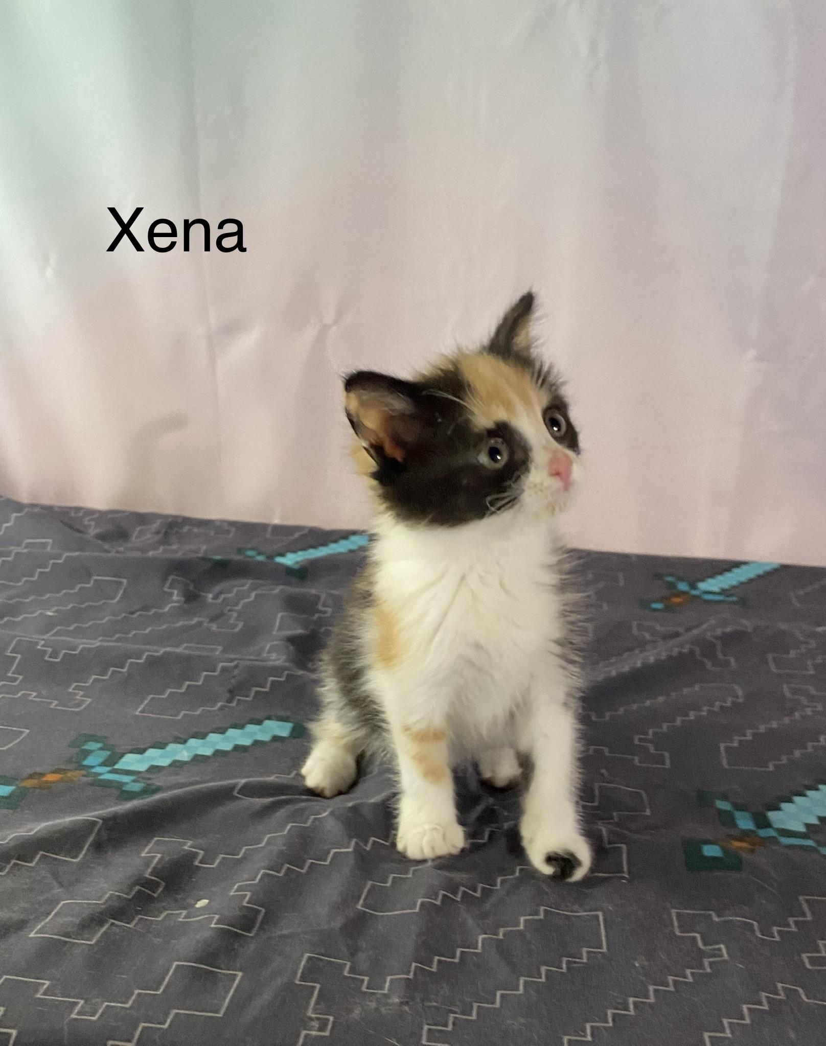 Xena, an adopted Calico in Macomb, MI image 1/2