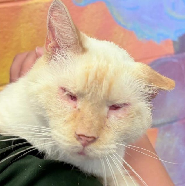 Blinkin, a Adoptable Siamese in Columbus, IN image 1/2