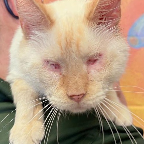 Blinkin, a Adoptable Siamese in Columbus, IN image 2/2