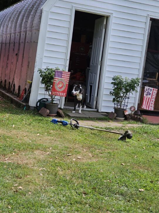 Enlarge Bebe, a Adopted American Bully in Lumberton, NC image 2/6