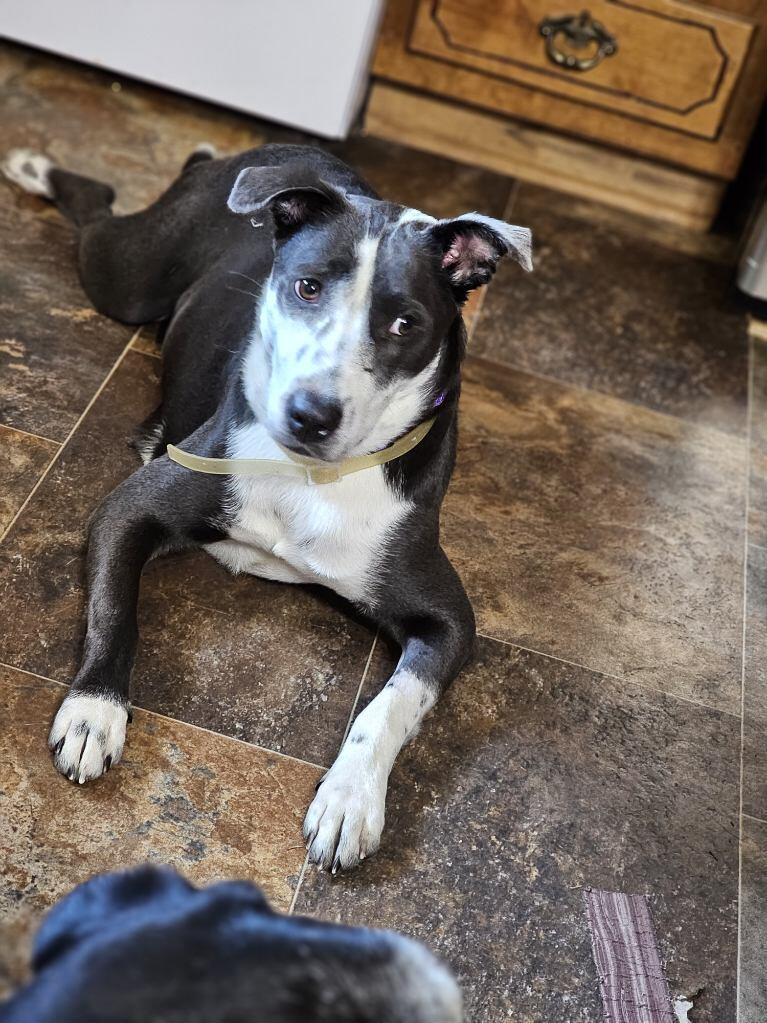 Enlarge Bebe, a Adopted American Bully in Lumberton, NC image 1/6