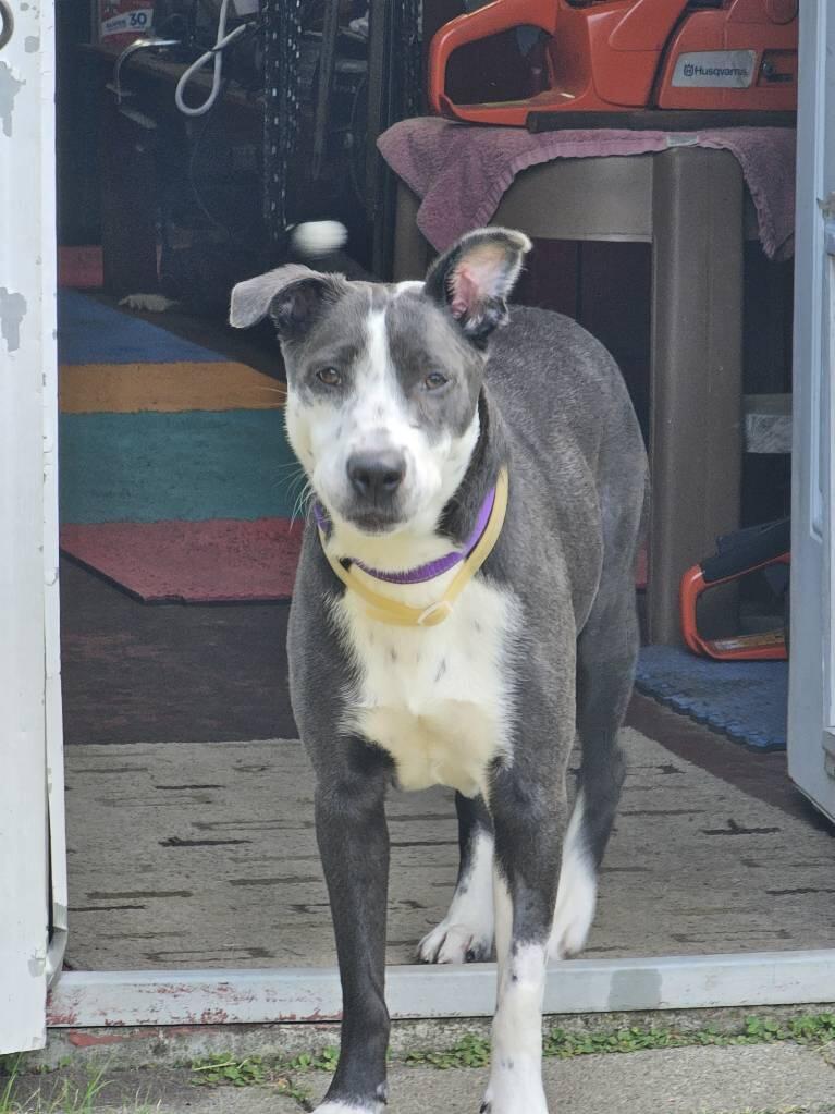 Enlarge Bebe, a Adopted American Bully in Lumberton, NC image 4/6