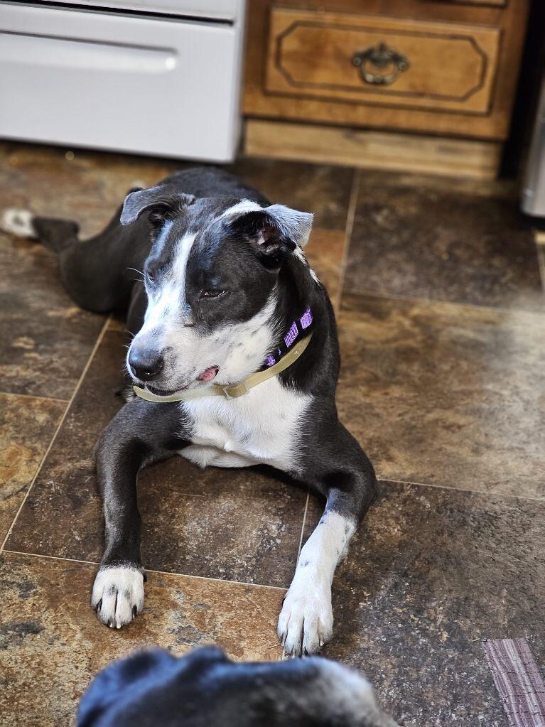 Enlarge Bebe, a Adopted American Bully in Lumberton, NC image 5/6