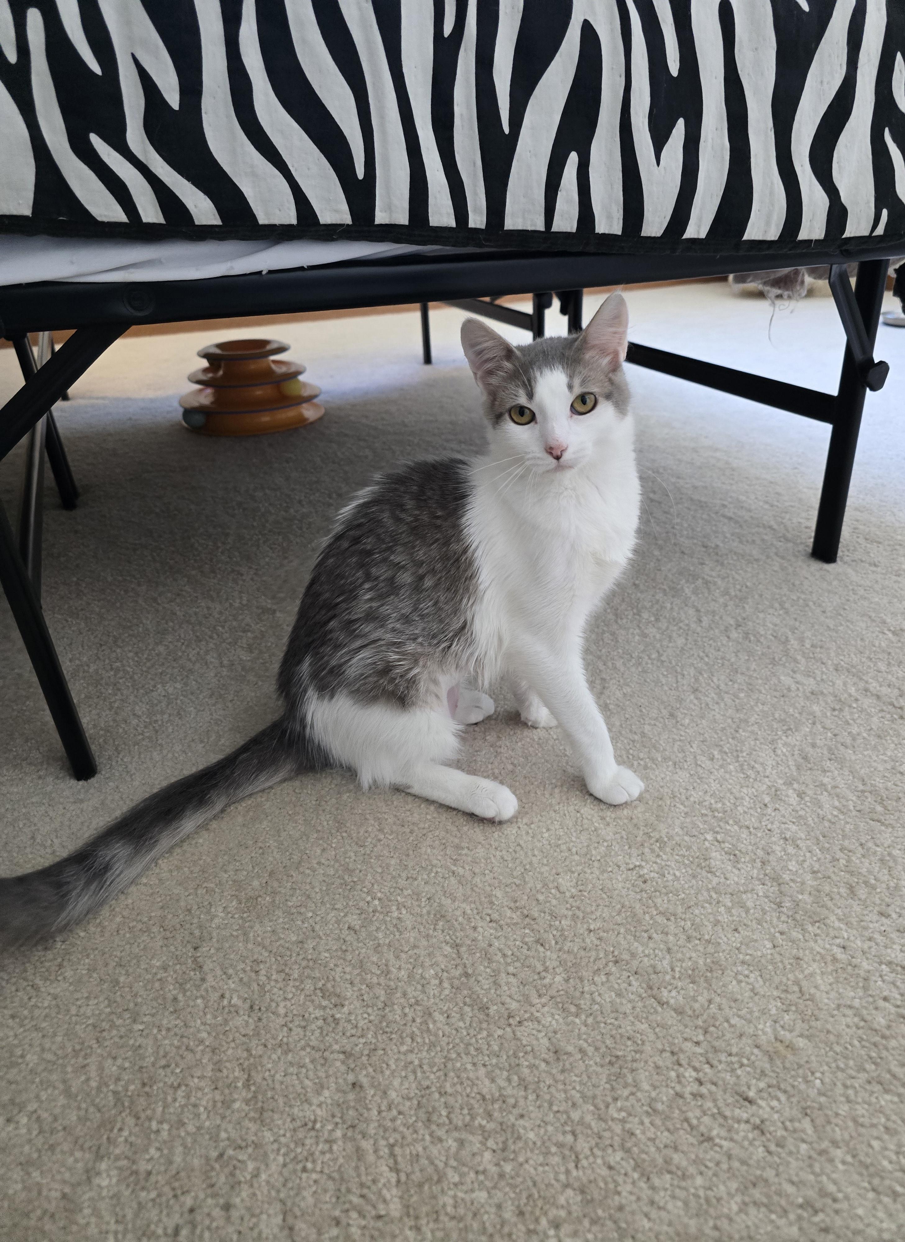 Enlarge Heather, a Adoptable Domestic Short Hair in Fargo, ND image 1/5