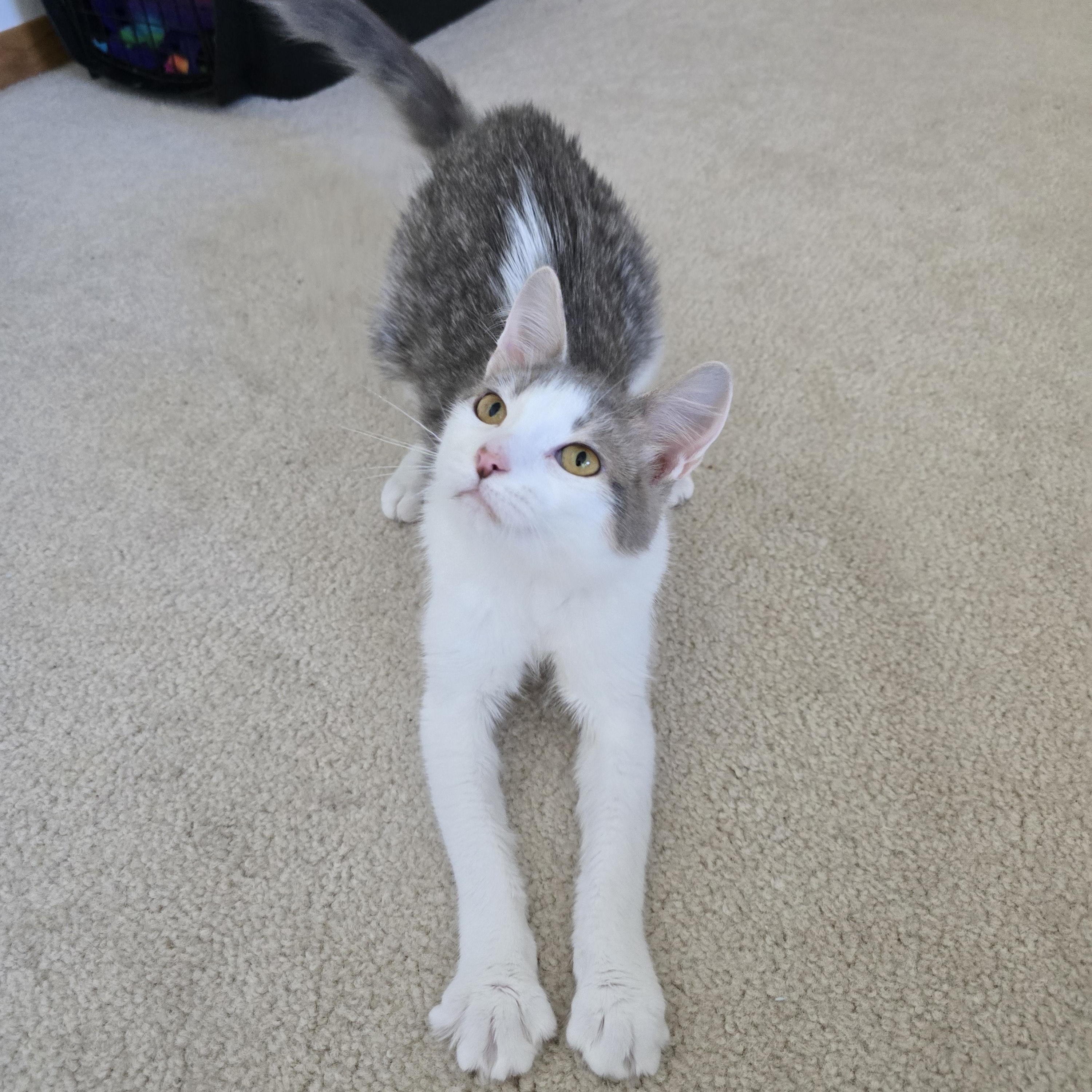 Enlarge Heather, a Adoptable Domestic Short Hair in Fargo, ND image 4/5