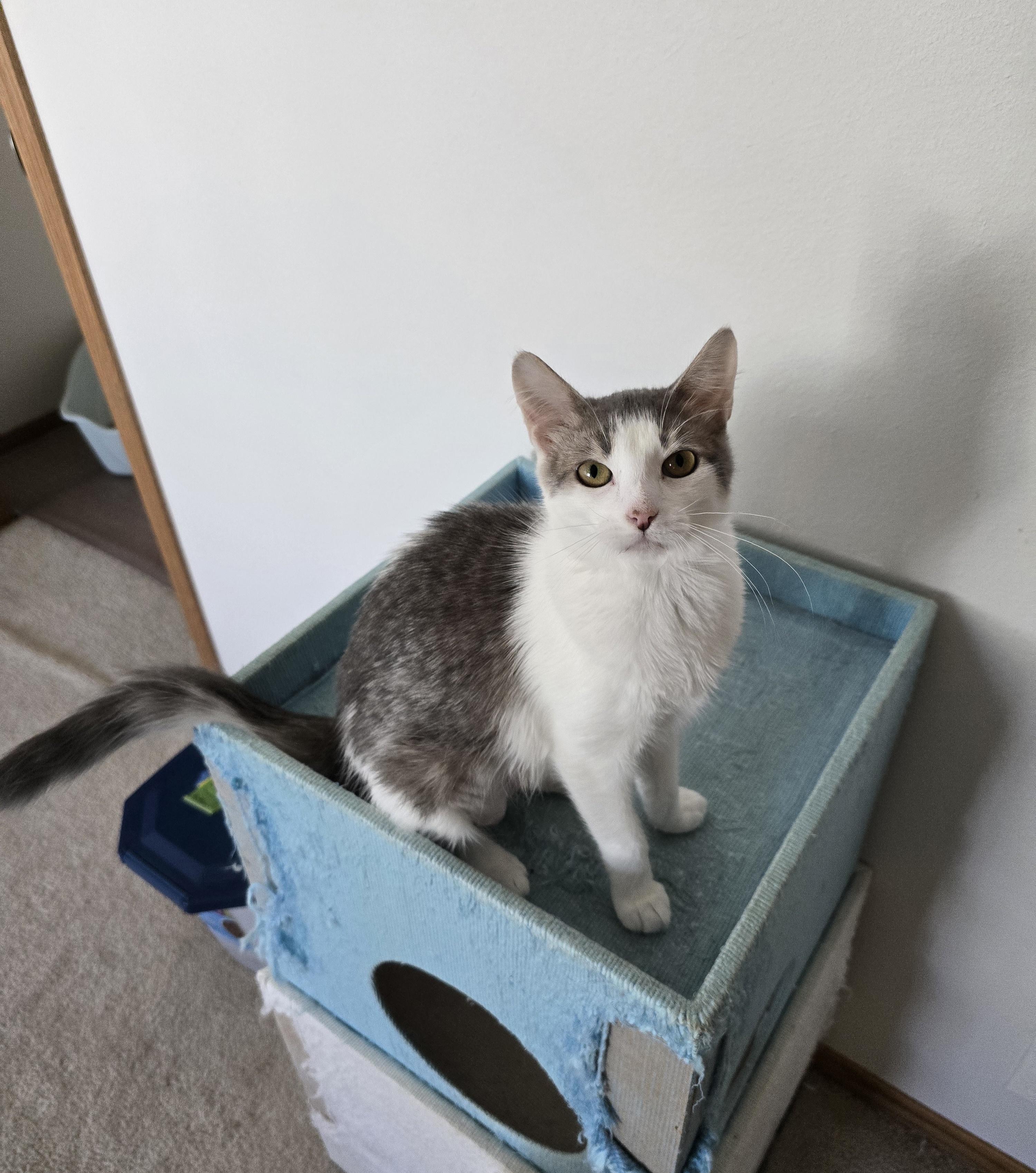 Enlarge Heather, a Adoptable Domestic Short Hair in Fargo, ND image 3/5