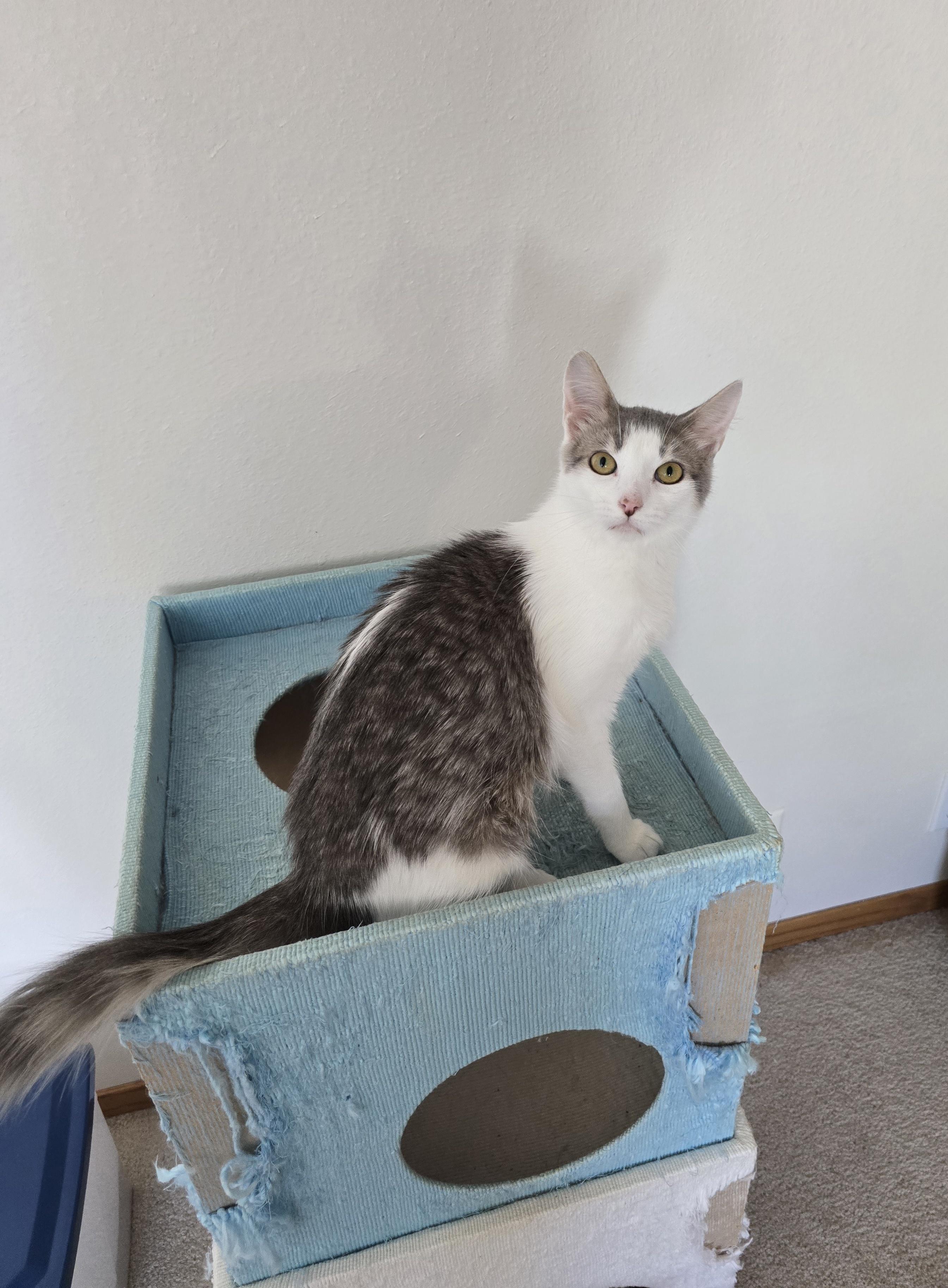 Enlarge Heather, a Adoptable Domestic Short Hair in Fargo, ND image 2/5